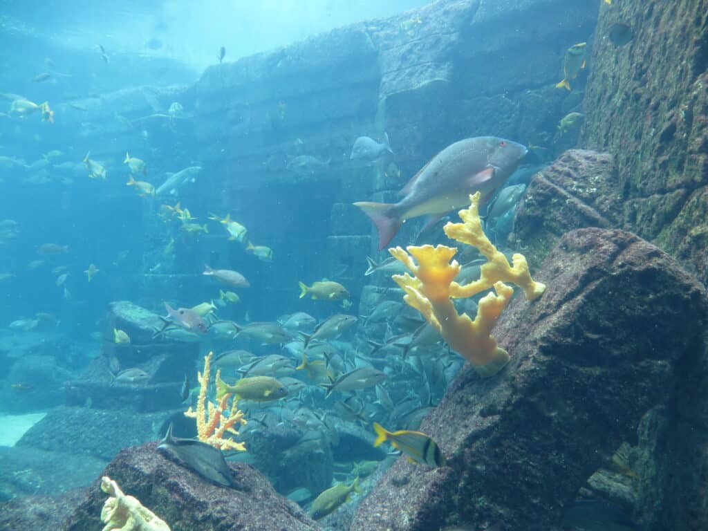 Fish swimming in The Dig aquarium exhibit.