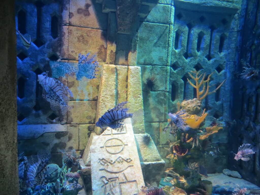 A zebra fish swimming around plants and structures in The Dig aquarium at Atlantis Bahamas.