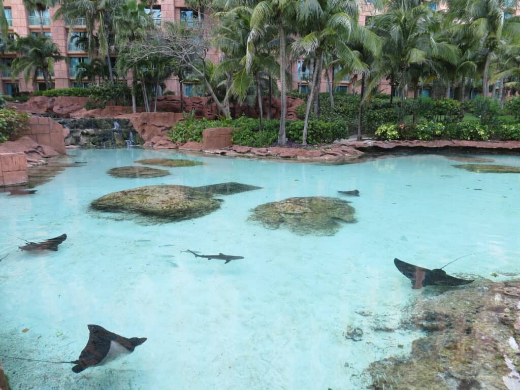 Stingrays and small sharks swimming in the waters of the Royal Ray Lagoon at Atlantis Bahamas.