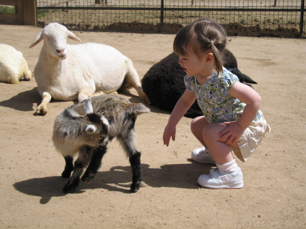 Young toddler girl in shorts and blue flowered t-shirts squats to look at gray baby goat with older animals laying on ground in background, Rawhide, Scottsdale, Arizona.