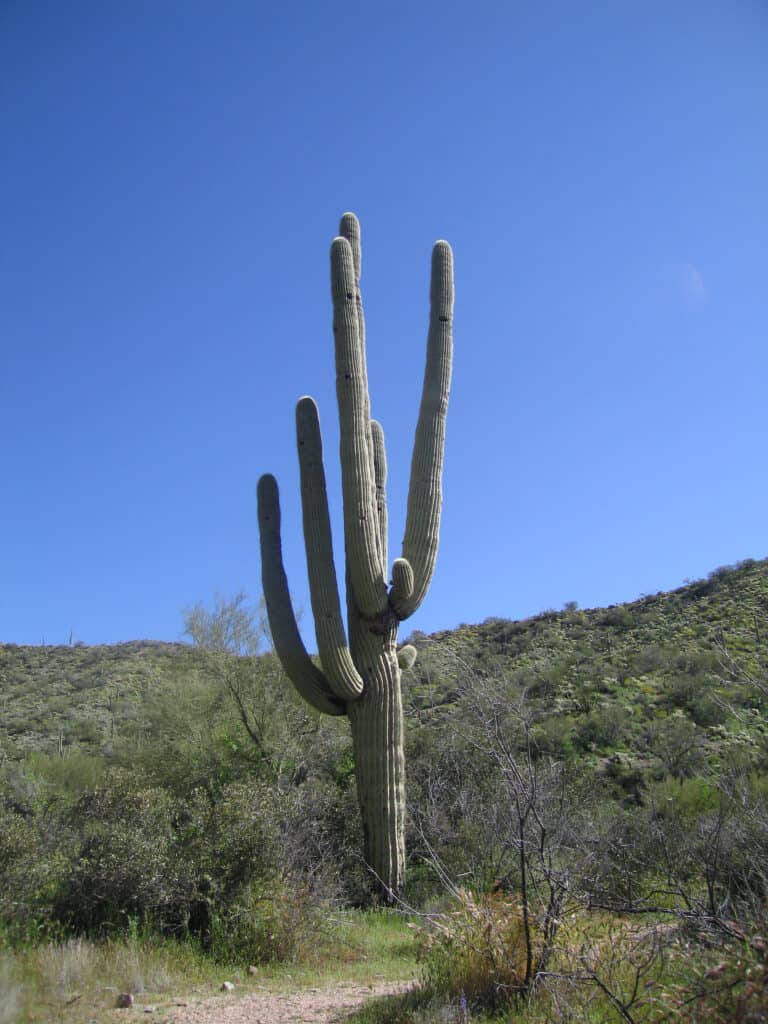 Large saguaro cactus surrounded by shrubs and bright blue sky in Sonoran Desert, Arizona.