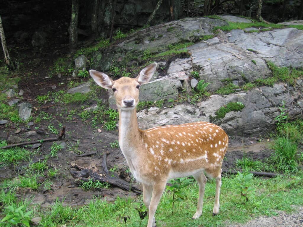 brown fawn with white spots looking directly at camera at parc omega in montebello, quebec.