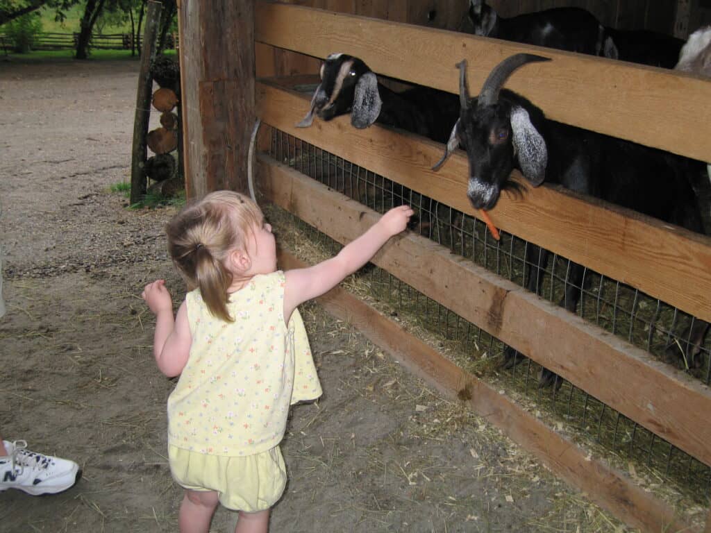 Toddler girl in yellow shirts and shirt feeding goats in pen at Parc Omega, Montebello.