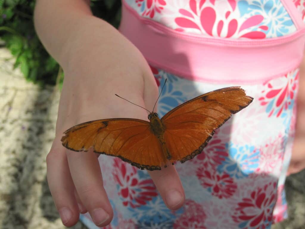 orange butterfly on finger of young child with pink and blue patterned clothing in background.