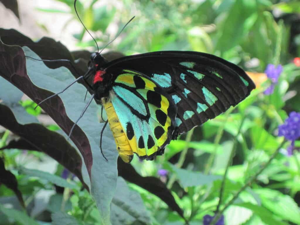 green, yellow, black and red butterfly sitting on leaf at niagara parks butterfly conservatory.