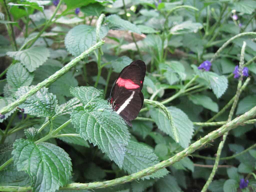 black and red butterfly on plant at niagara parks butterfly conservatory.