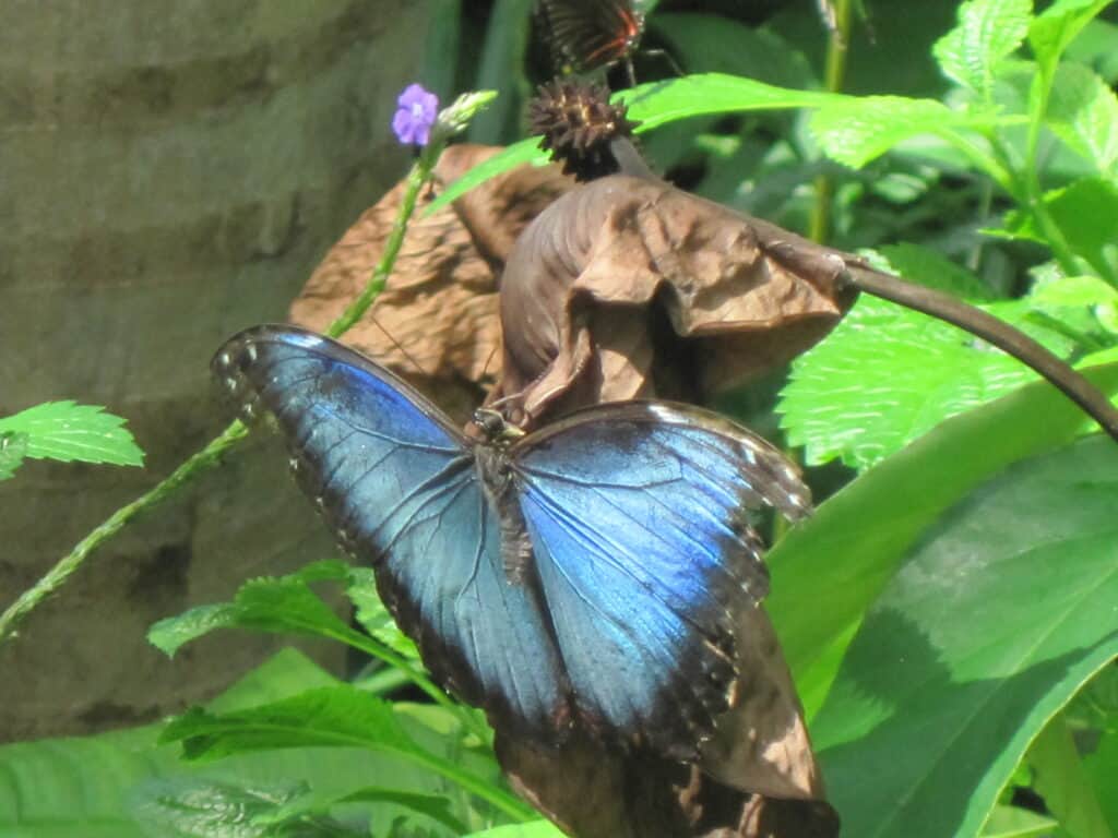 blue and black butterfly with wings spread on plant at niagara parks butterfly conservatory.