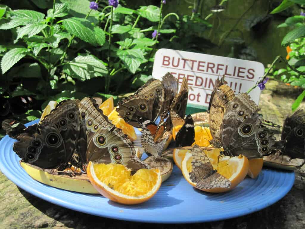 butterflies feeding on orange slices on blue plate sitting on rock surrounded by plants with small sign reading Butterflies Feeding.