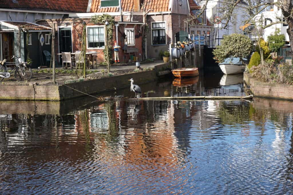 Home and boats along canal in Edam reflected in water - heron standing on a piece of wood.