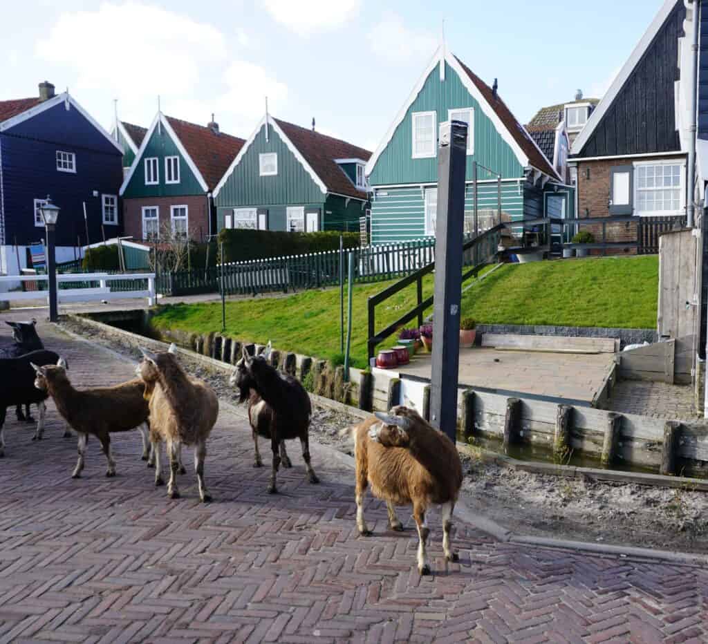 Group of goats walking on street in Marken, Netherlands.