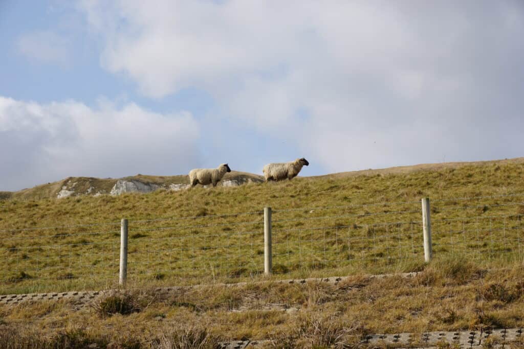 Two sheep grazing behind fence on grassy cliffs of Dover.