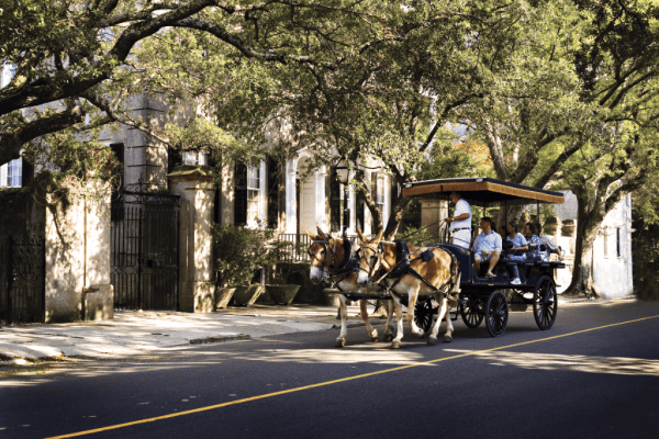 A group of tourists riding in a carriage pulled by two horses under canopy of trees on street in historic Charleston.