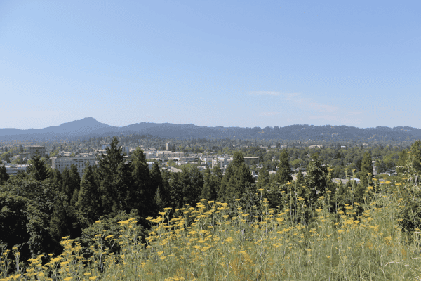 Yellow wildflowers and trees with view of Eugene, Oregon and mountains in distance.