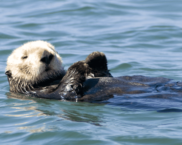 Sea otter floating in water.