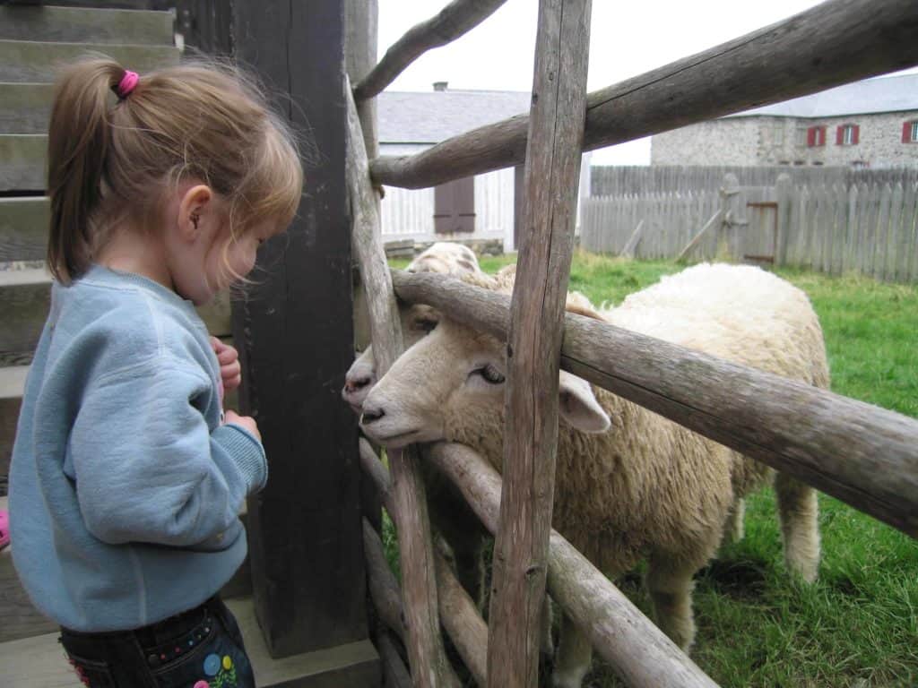 little girl with sheep-fortress of louisbourg-cape breton island