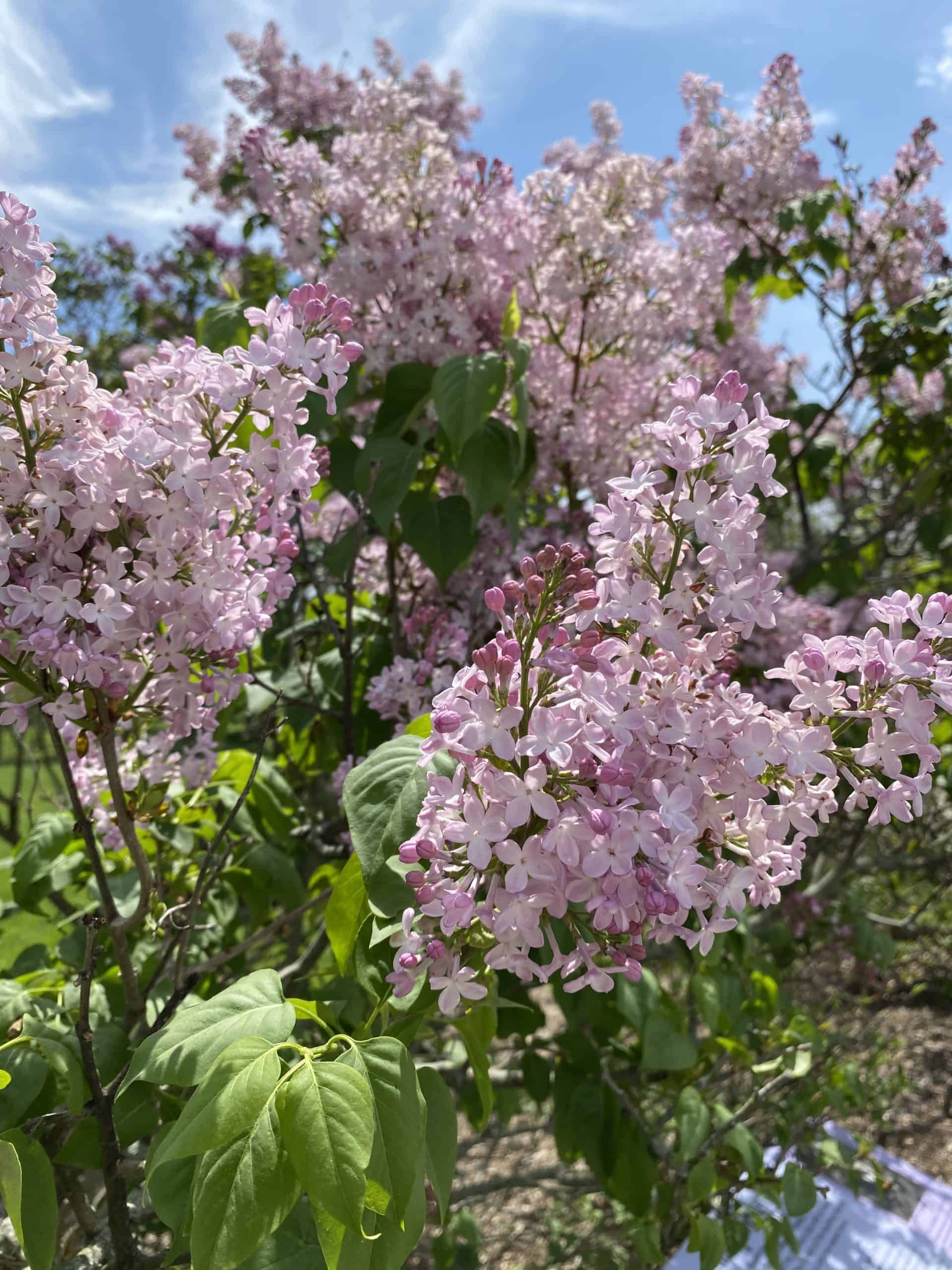 Visiting the RBG Arboretum: A Hidden Gem in the GTA - Gone With The Family