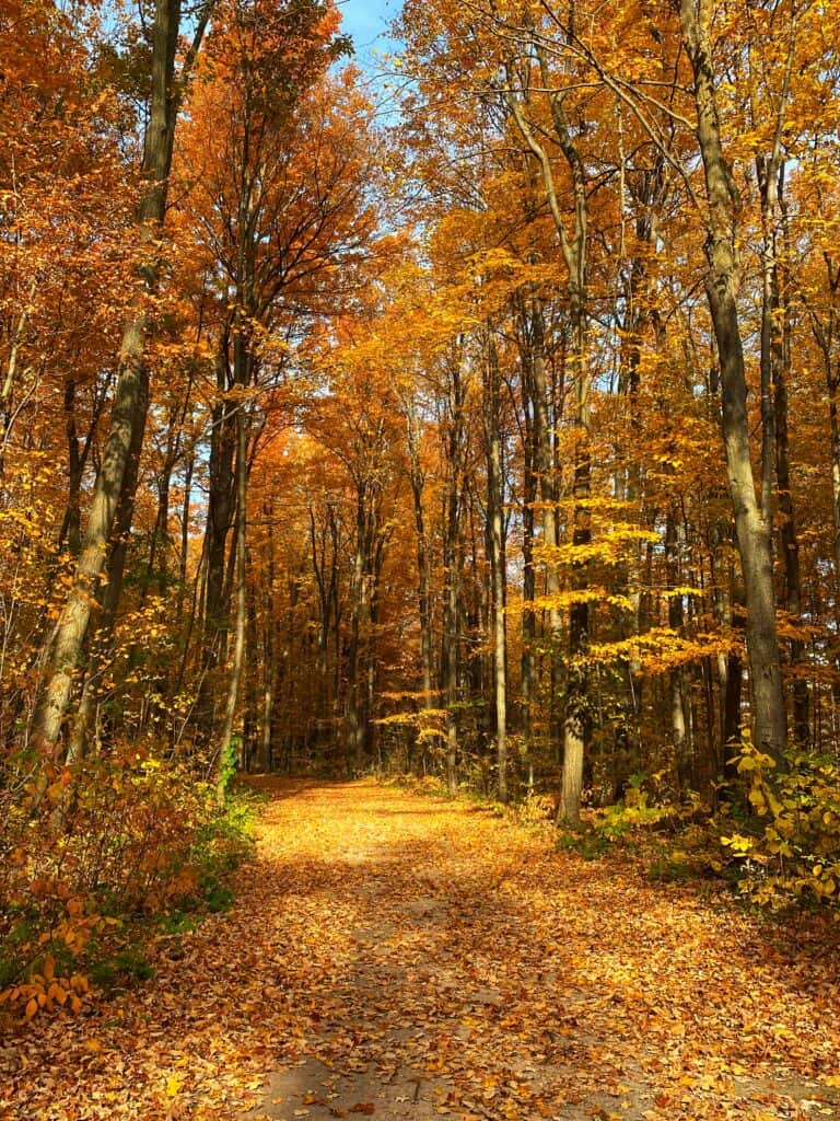 Hiking trail through forest with orange and yellow leaves on trees and carpet of leaves on trail.