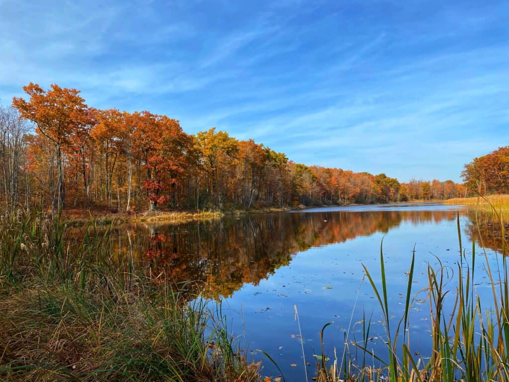 Fall coloured trees reflected in water of lake with bright blue sky and wispy white clouds.