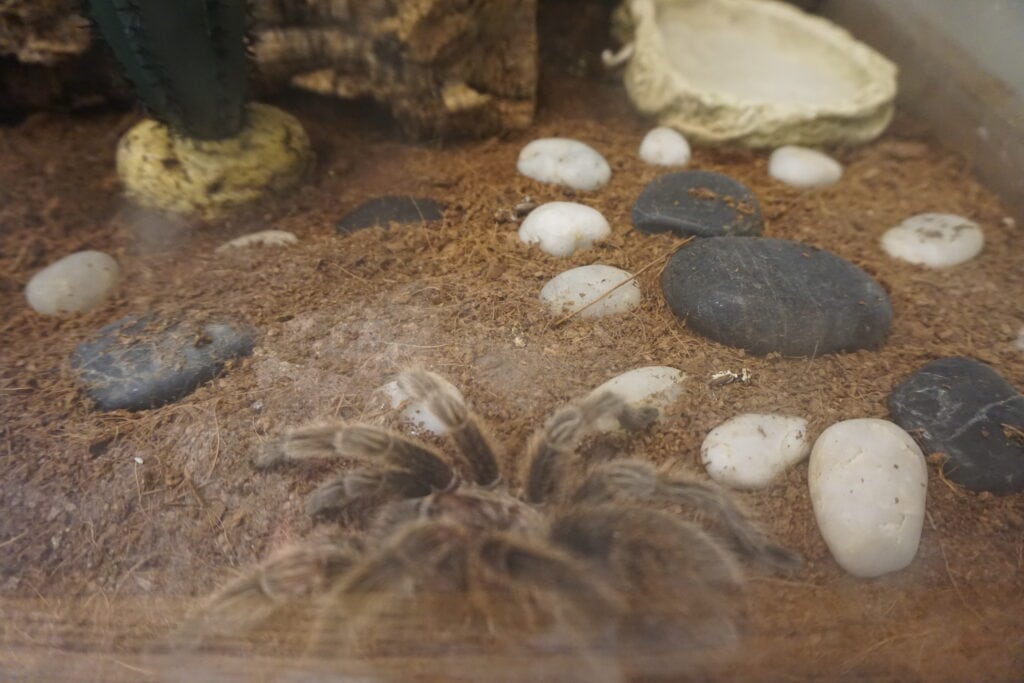 Tarantula in a terrarium with rocks and dirt at Cambridge Butterfly Conservatory.