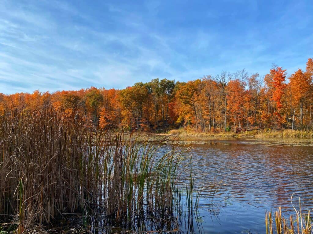 Foreground of grasses in small lake and across to the opposite shore there are colourful red and orange trees set against bright blue sky.