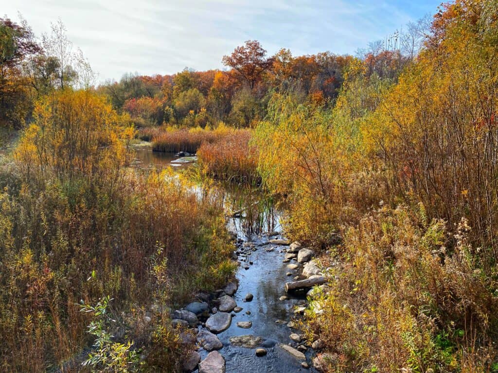 Small stream with rocks winds through bushes and wooded area in background on fall day with some orange shades of fall foliage.