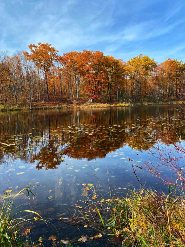 Orange and yellow fall trees on shore of Wolf Lake and reflected in the water with leaves on the surface and bright blue sky.