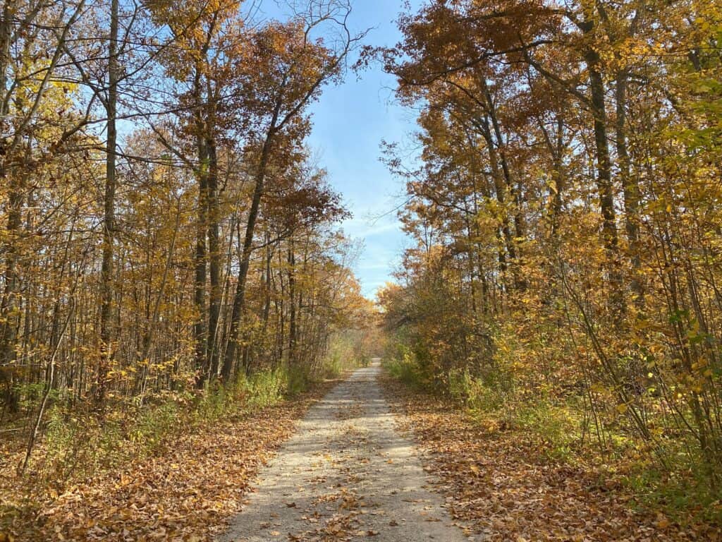 Dirt path through forest of trees with some orange and yellow leaves still on trees and many on ground.