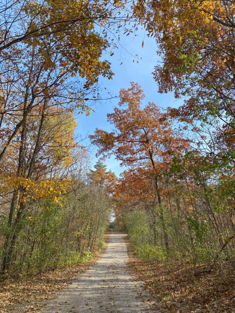 gravel path through wooded area with small trees with green, yellow and orange leaves and blue sky peaking through.