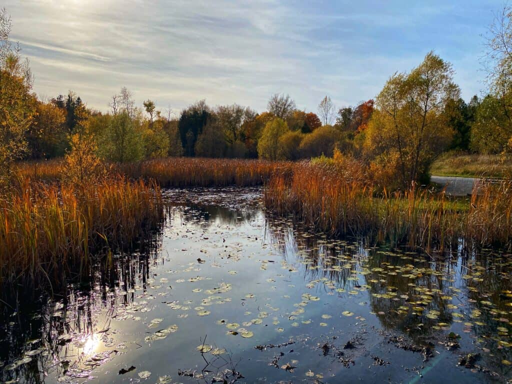 Dark waters of a wetland area late in the afternoon with dark reddish coloured grasses, lily pads on water and trees in background.