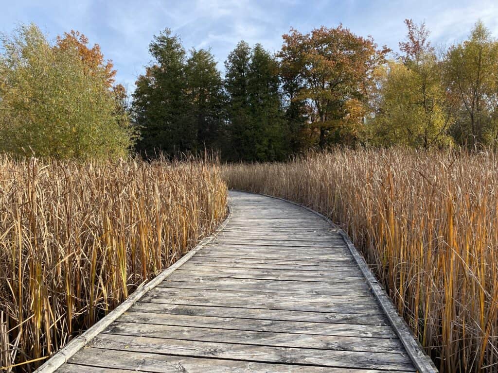 wooden boardwalk through wetland grasses - terra cotta conservation area.