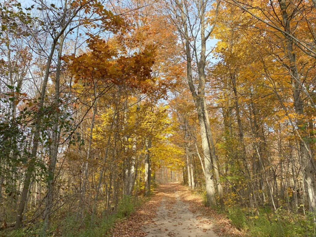 Trail through woods at Terra Cotta Conservation Area on a fall afternoon with some yellow and orange fall foliage.