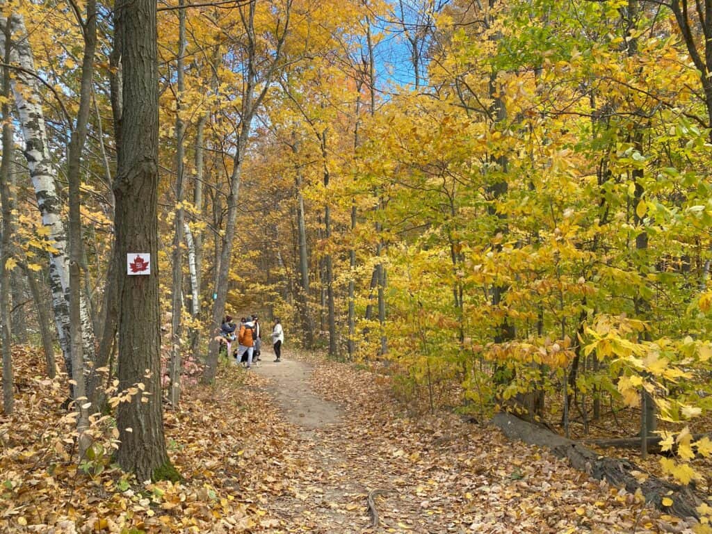 Hikers on Fall Colour Trail at Kelso Conservation Area with trees with yellow and green leaves on either side and tree trunk in foreground with sign that has a red leaf and reads Fall Colour Trail.