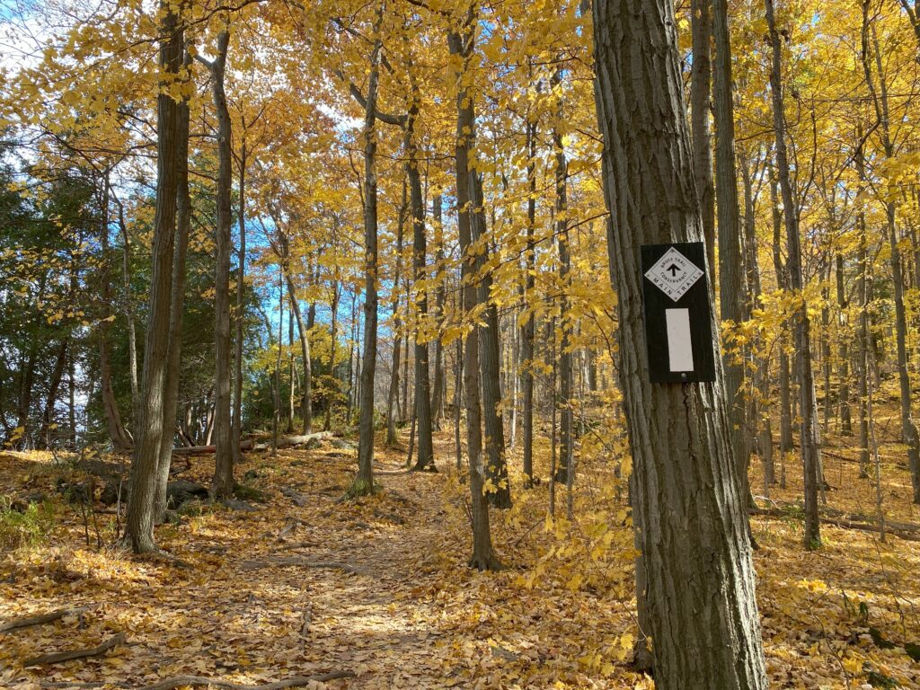 Hiking trail through wooded area with orange and yellow leaves covering ground and some still on trees and black and white sign posted on tree trunk in foreground reading Bruce Trail.