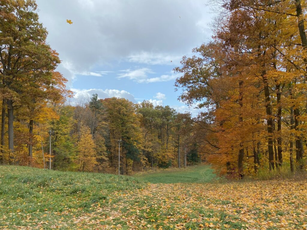 A clearing between trees with orange and yellow leaves and leaves covering green grass with blue sky and wispy clouds.