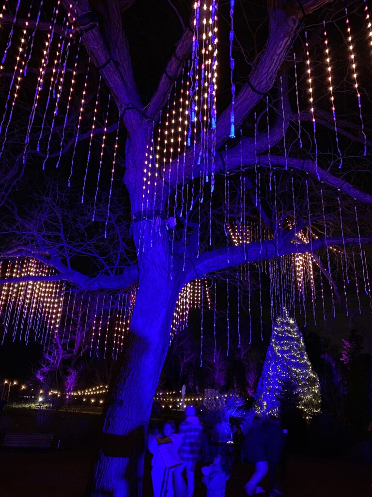 Large tree dripping with chains of lights - the singing tree at the Royal Botanical Gardens.