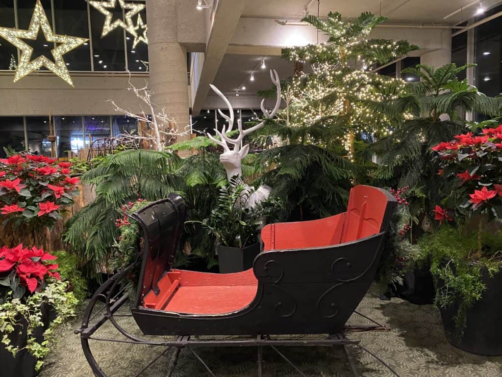 Festive display of greener, poinsettias, a white carved deer and white lights around a black and red sleigh.