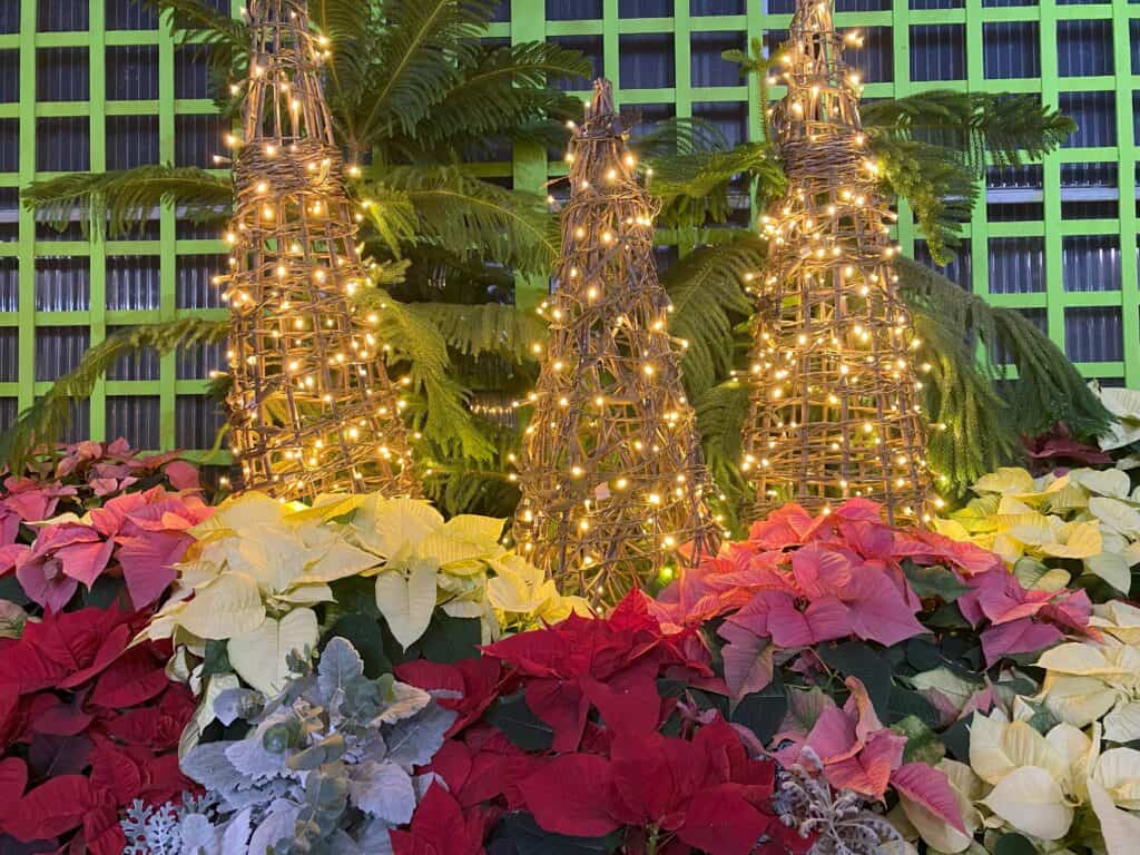 white lights on tree-shaped structures and white, pink and red poinsettias at the Royal Botanical Gardens for Winter Wonders.