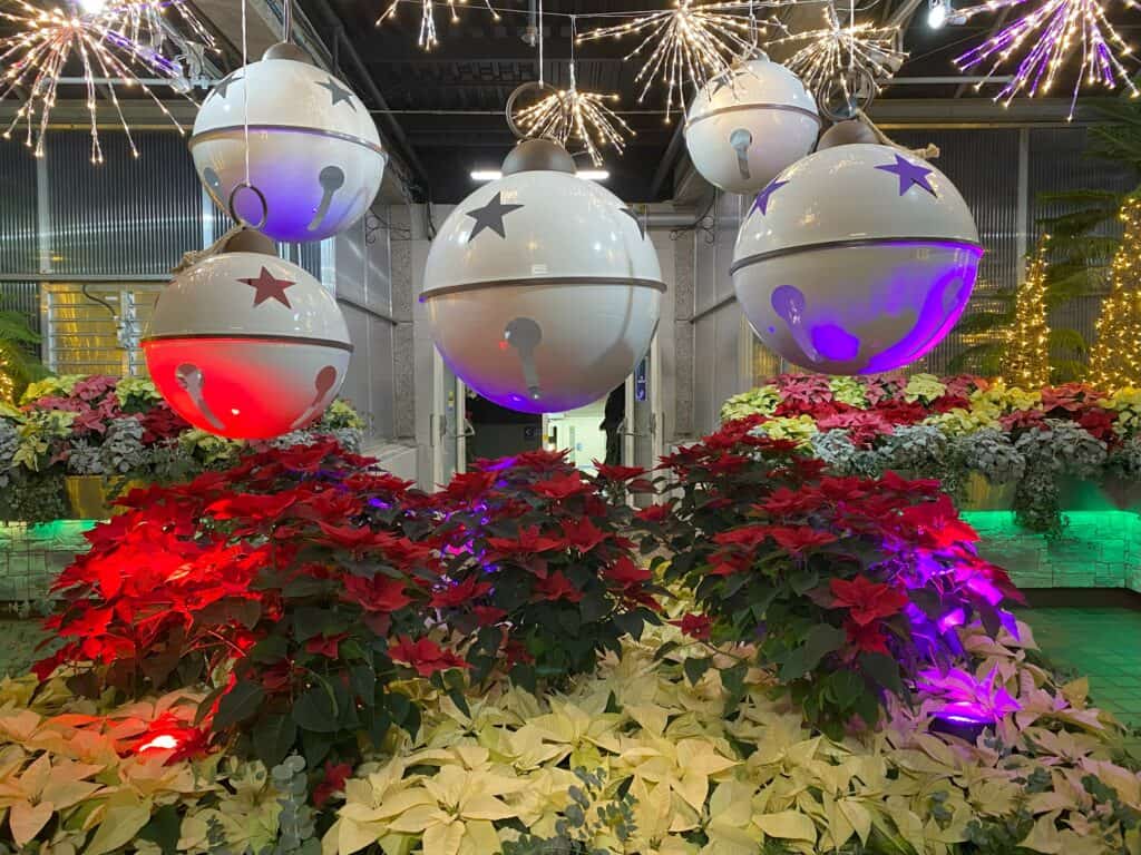 Large white ornamental balls with star cut-outs hang over display of red and white poinsettias at the Royal Botanical Gardens in Burlington, Ontario during Winter Wonders event. 